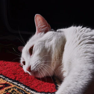 Meet your Posher, Samina